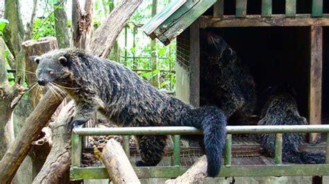 Rare Philippines .